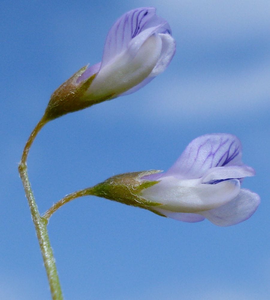 Vicia tetraspermae
